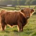 Mini Highland Cow: The Adorable Farm Companion Everyone Is Talking About